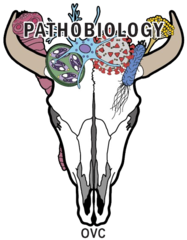 OVCPathobiology